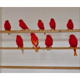 Red Factor Canaries